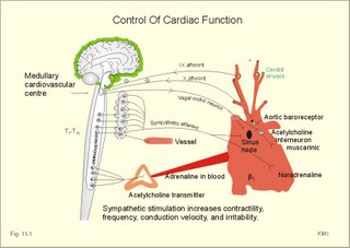 neural control of the heart