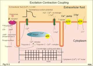 Excitation-contraction coupling in a cardiac fibre