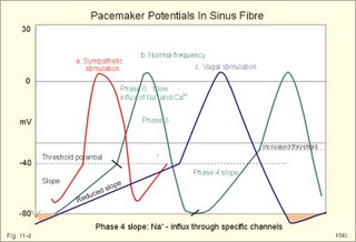 pacemaker potentials from a sinus nodal fibre