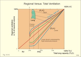 relative and regional ventilation