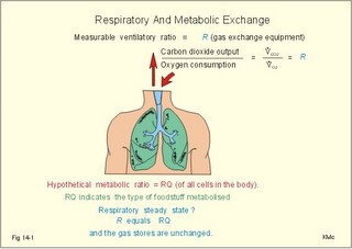 The respiratory quotient