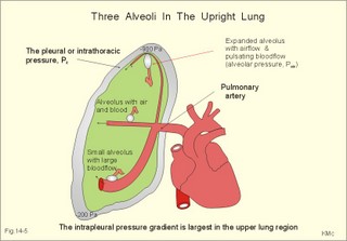 Alveolar regions in the upright lung
