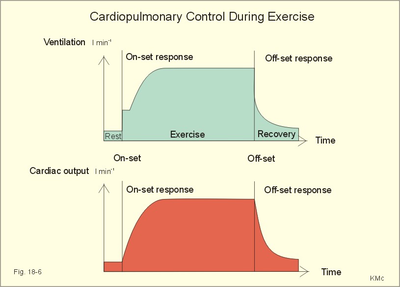 the-cardiovascular-and-respiratory-systems-respiratory-tract