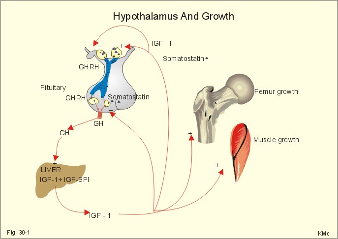 Igf Axis