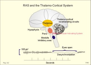 The RAS and the thalamocortical system