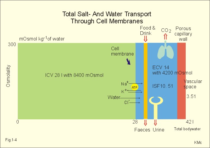 Body Fluid Distribution