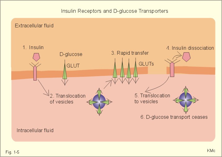 glucose receptors