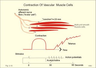 Contraction of multi-unit smooth muscle cells 