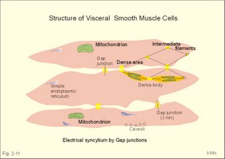 Single-unit smooth muscle cells resemble cardiac muscle