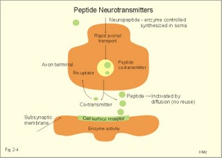 Peptide neurotransmitters