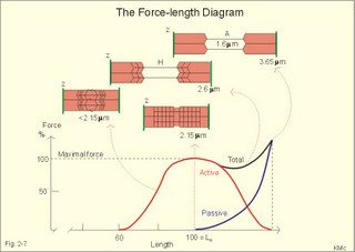 Force-length diagram