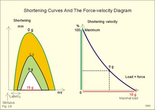 Hill's force-velocity diagrams (right) and related shortening curves (left).