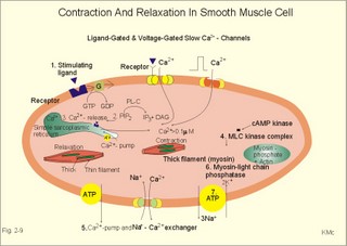 Contraction and relaxation in smooth muscle cells