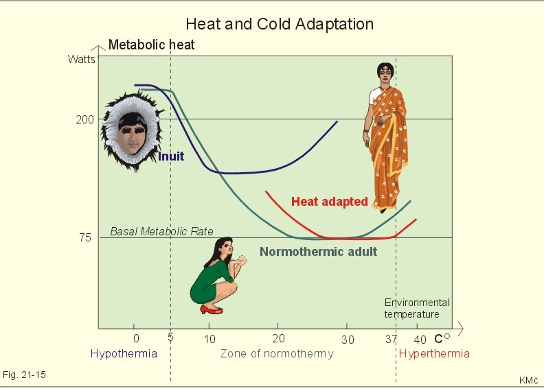 A century of exercise physiology: concepts that ignited the study of human  thermoregulation. Part 3: Heat and cold tolerance during exercise