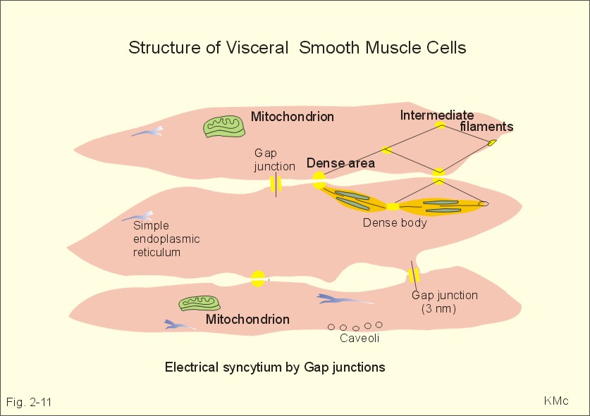 Smooth Muscle Labeled Diagram